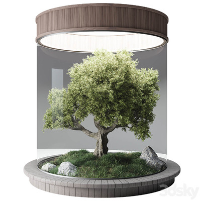 玻璃罩中的景观树3D模型（FBX,MAX）
