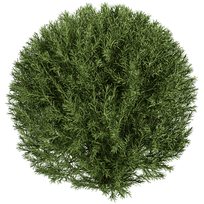 球形侧柏植物灌木 植物景观3D模型（OBJ,FBX,MAX）