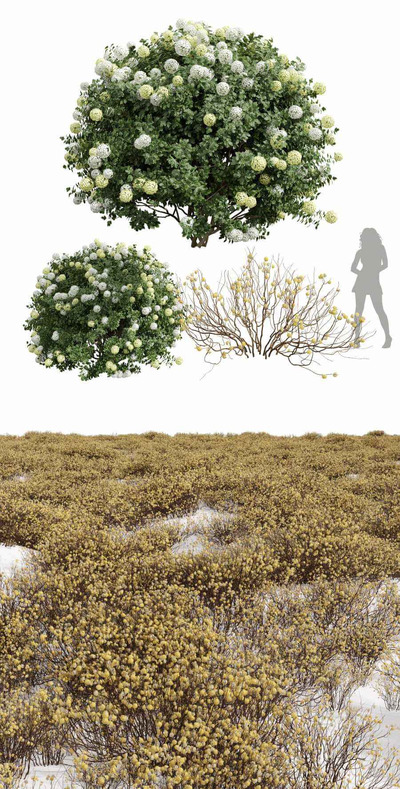 结香和绣球花丛 灌木植物3D模型（FBX,MAX）