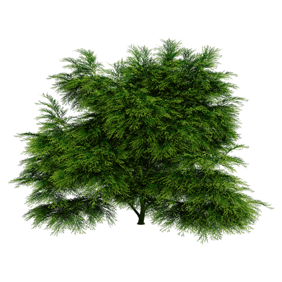 Sabina Chinensis圆柏植物3D模型（OBJ,FBX,MAX）