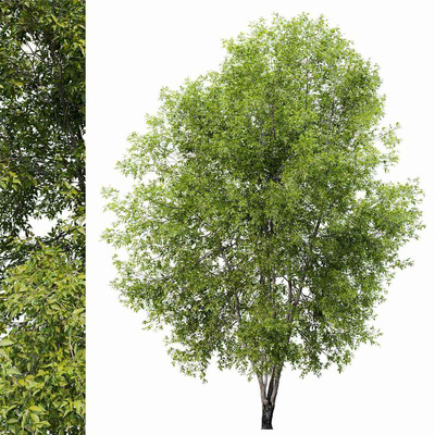 枝叶茂盛的水曲柳树3D模型（FBX,MAX）