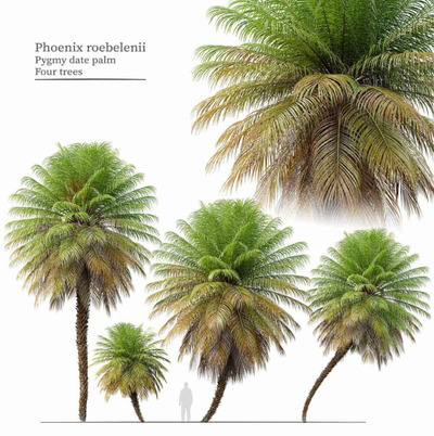 4棵软叶针葵棕榈树3D模型（FBX,MAX）