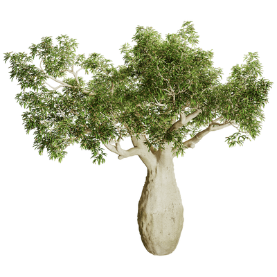 Brachychiton Rupestris瓶干树 瓶树3D模型（OBJ,FBX,MAX）