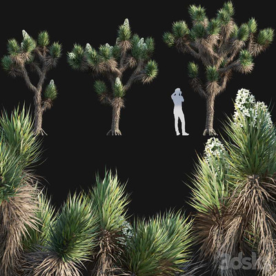 开花的沙漠Yucca Brevifolia Joshua tree约书亚树3D模型（OBJ,FBX,MAX）
