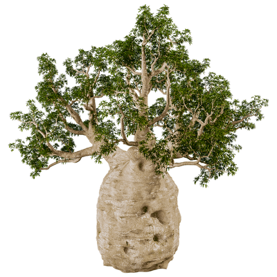 Adansonia Gregorii猴面包树3D模型（OBJ,FBX,MAX）