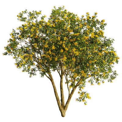 开满黄色花朵的金蒲桃树3D模型（OBJ,FBX,MAX）