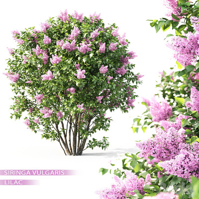 开满紫色花朵的丁香花树3D模型（FBX,MAX）
