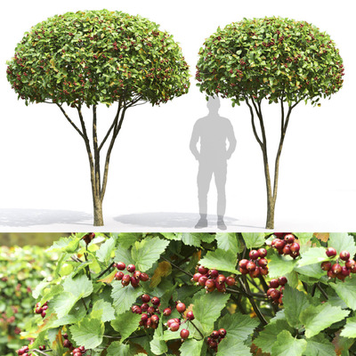 长满红色果实的山楂树3D模型（OBJ,MAX）