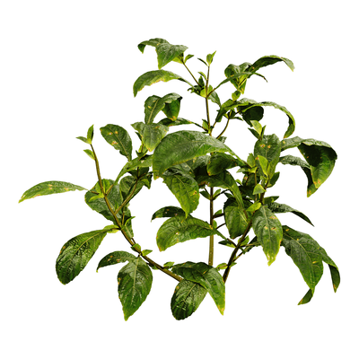 珊瑚花植物3D模型（OBJ,FBX,MAX）