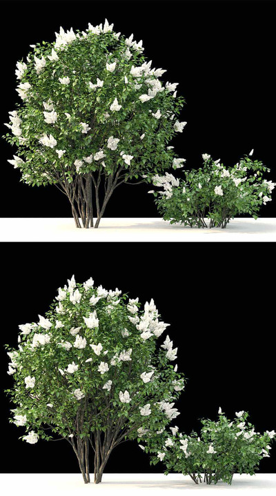 开花的丁香树3D模型（FBX,MAX）