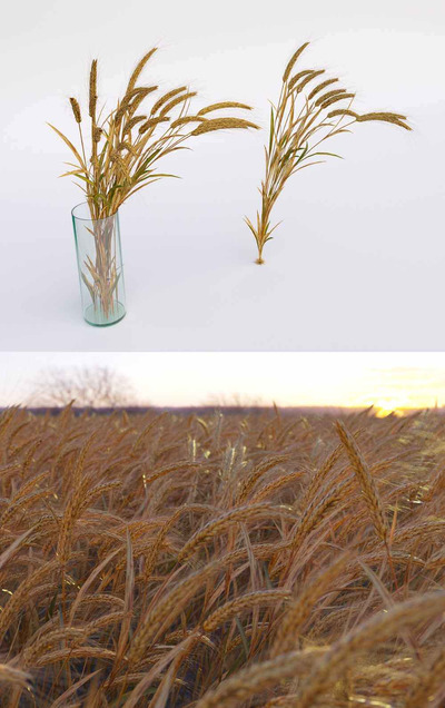小麦3D模型（OBJ,MAX）