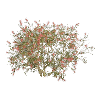 Grevillea Banksii开花的红花银桦灌木植物3D模型（OBJ,FBX,MAX）