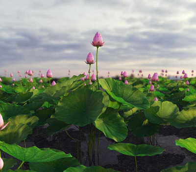 荷叶 荷花 植物3D模型（FBX,MAX）