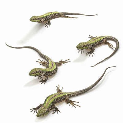 壁虎3D模型（FBX,MAX）