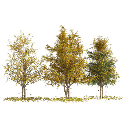 秋天的水桦树3D模型（OBJ,MAX）