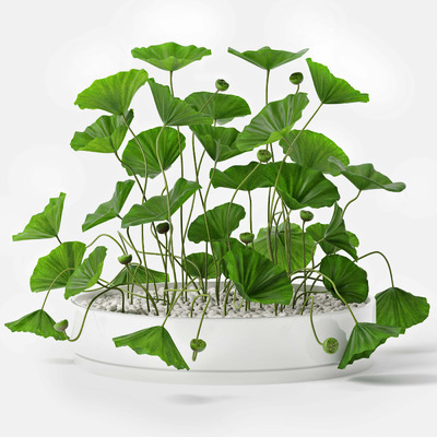 圆形荷叶花坛3D模型（FBX,MAX）