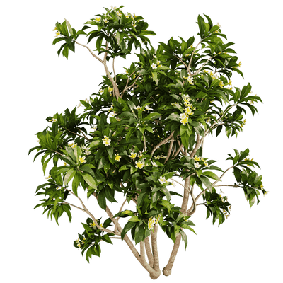 开花的鸡蛋花树3D模型（OBJ,FBX,MAX）