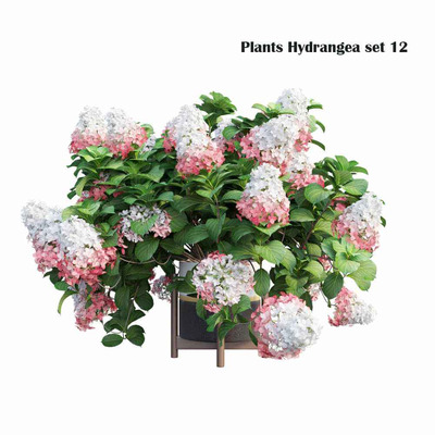 绣球花盆景3D模型（OBJ,MAX）