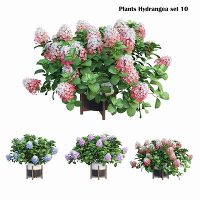 绣球花植物盆景3D模型（OBJ,MAX）