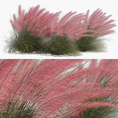 Muhlenbergia capillaris粉黛乱子草 观赏草3D模型（FBX,MAX）