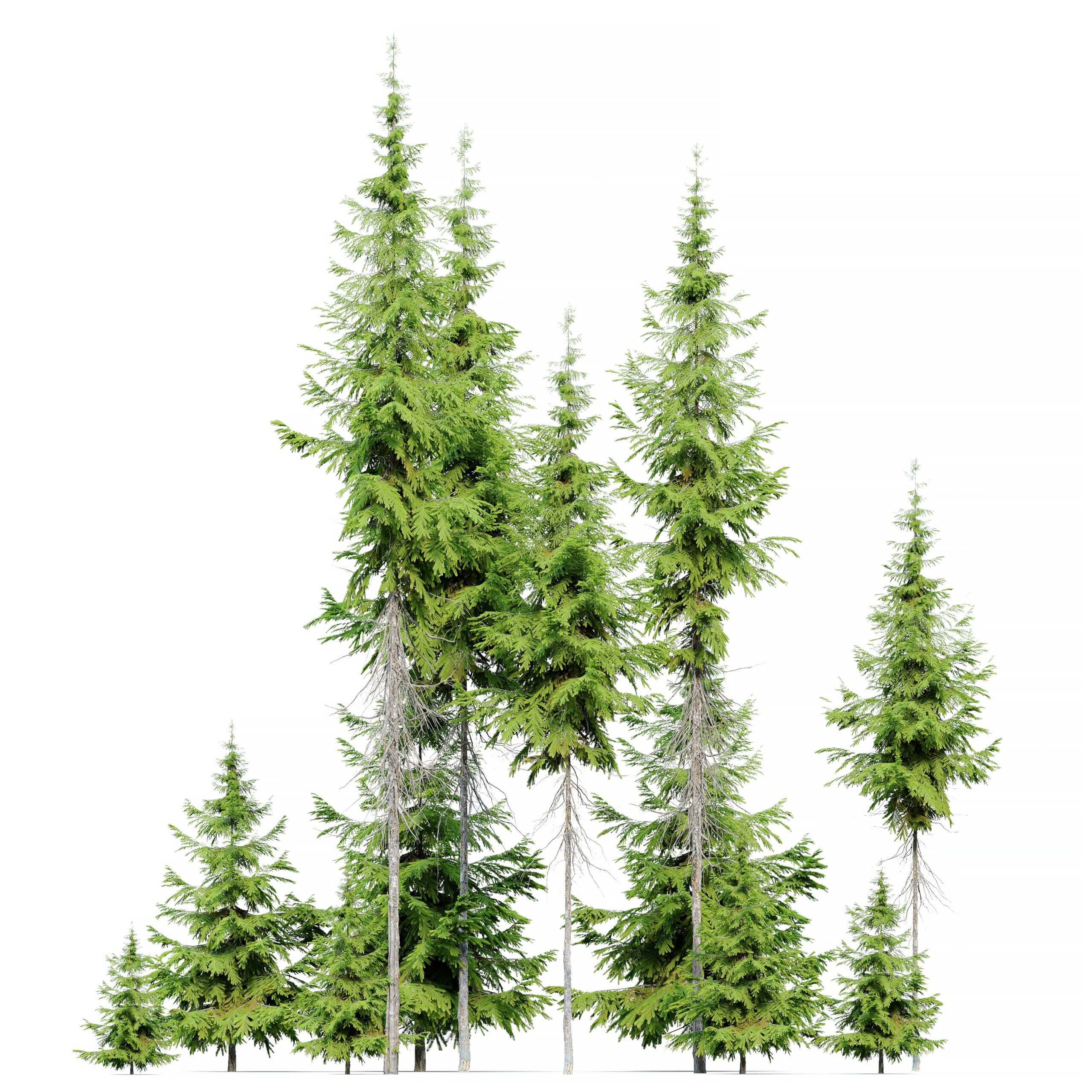 Abies guatemalensis危地马拉冷杉树3D模型（FBX,MAX）