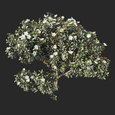 开花的玉兰树3D模型（OBJ,MAX）
