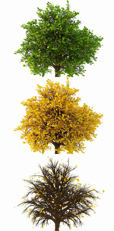 春夏秋三种季节形态的灌木植物3D模型（FBX,MAX）