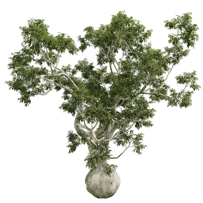 Eucalyptus camaldulensis赤桉树 景观树3D模型（OBJ,FBX,MAX）