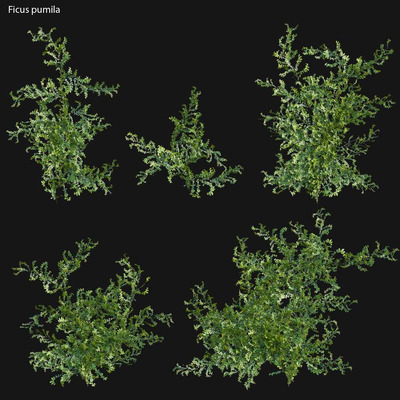 Ficus pumila桑科植物 薜荔植物灌木3D模型（OBJ,FBX,MAX）