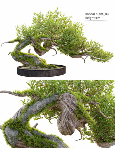 1米高植物盆景 观赏植物景观3D模型（FBX,MAX）