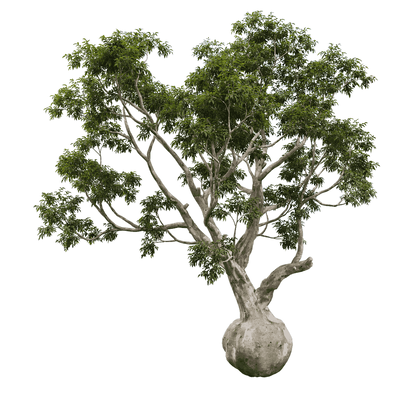 Eucalyptus camaldulensis赤桉树 景观树3D模型（OBJ,FBX,MAX）