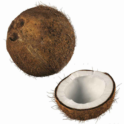 椰子3D模型（FBX,MAX）