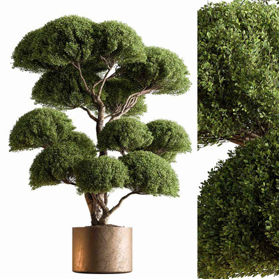 榕属盆景 景观树3D模型（OBJ,MAX）