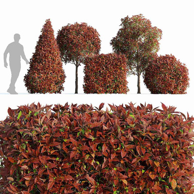 Photinia fraseri Red Robin修剪的红叶石楠植物树篱 景观树3D模型（FBX,MAX）