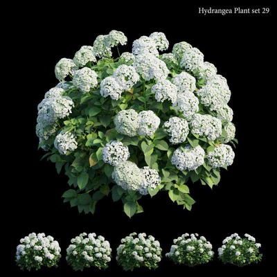 绣球花丛3D模型（OBJ,MAX）