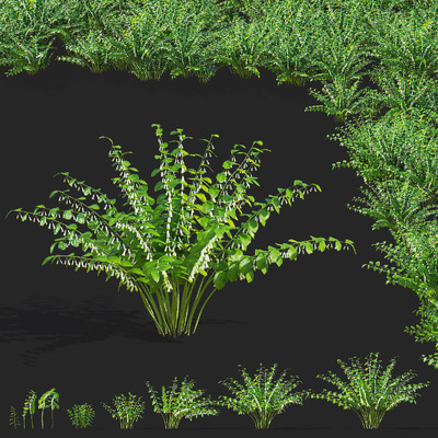 开花的黄精植物灌木 黄精植物花丛3D模型（OBJ,FBX,MAX）