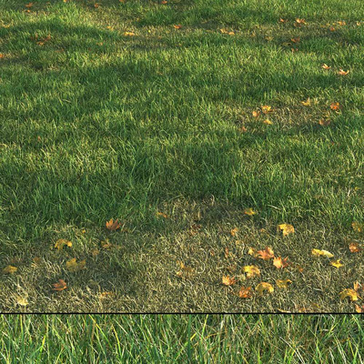 有落叶的草地3D模型（FBX,MAX）