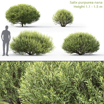 Salix purpurea nana袖珍柳树 杨柳灌木3D模型（FBX,MAX）