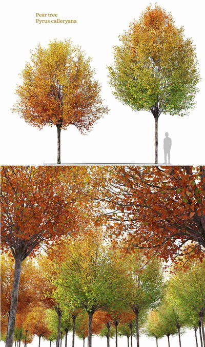 秋天的梨树3D模型（FBX,MAX）