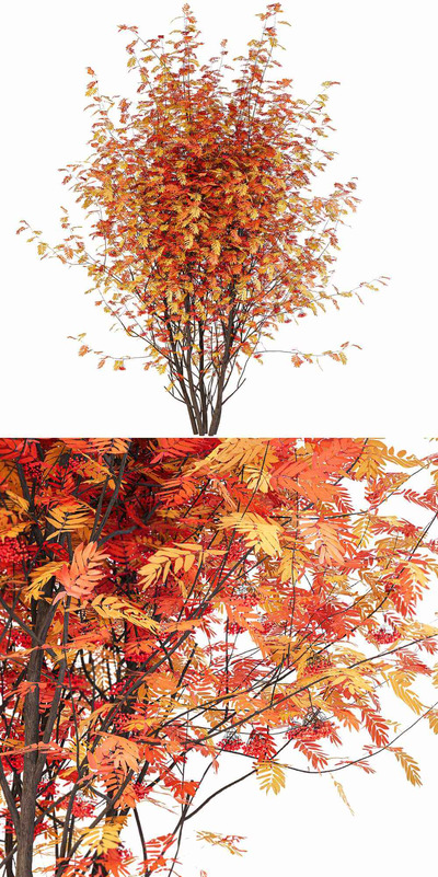 挂满红色果实的山梣树3D模型（FBX,MAX）