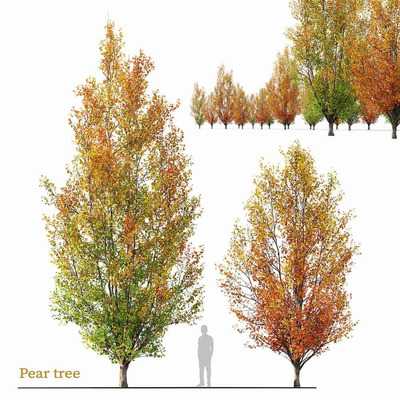 秋天的梨树3D模型（FBX,MAX）