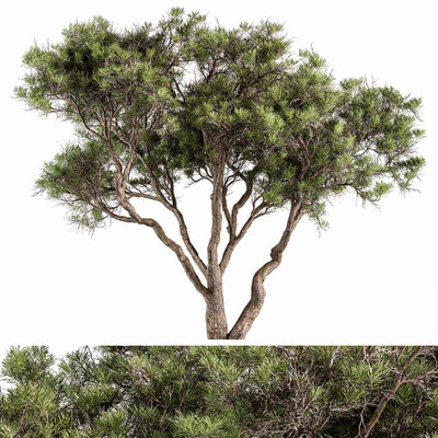 石松树3D模型（OBJ,MAX）