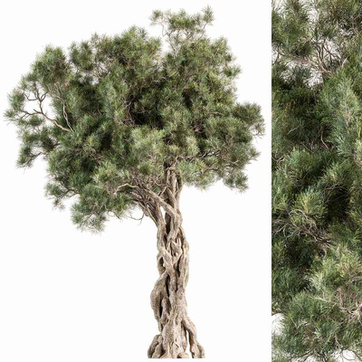 粗壮的橄榄树3D模型（OBJ,MAX）