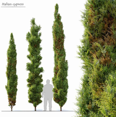 意大利柏树3D模型（OBJ,MAX）