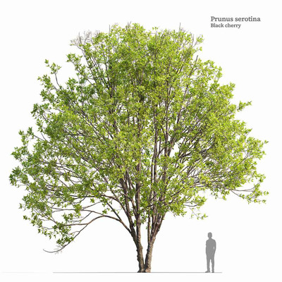 黑樱桃树3D模型（FBX,MAX）