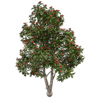 开花的火焰树3D模型（OBJ,FBX,MAX）