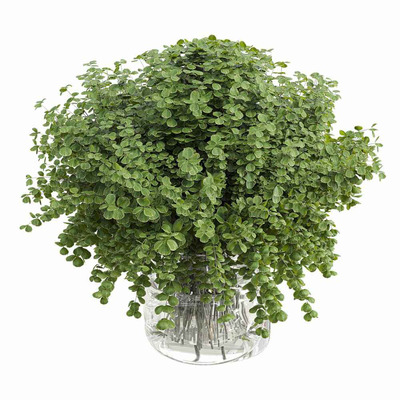 玻璃瓶中的绿叶树枝3D模型（OBJ,MAX）