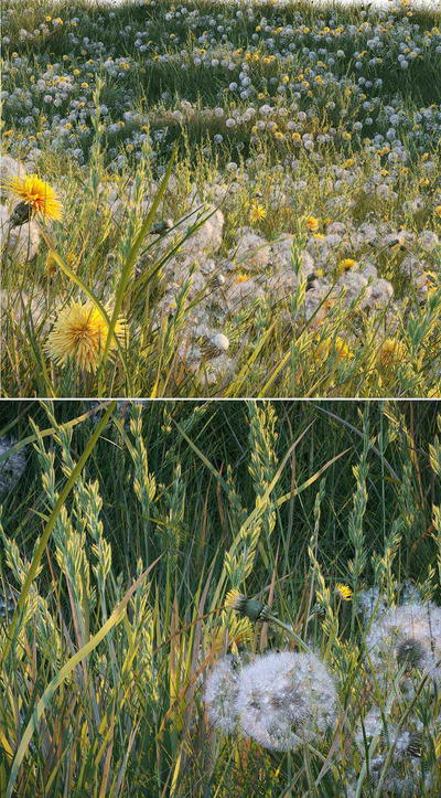 蒲公英草地3D模型（OBJ,MAX）