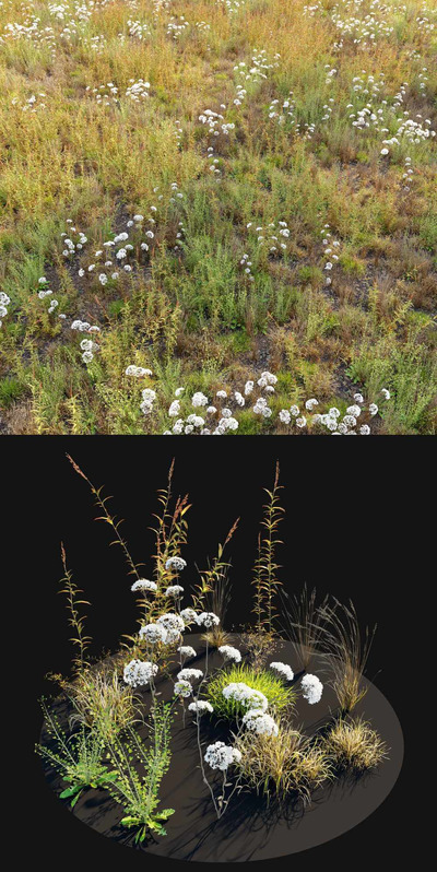 开满白色野花的草地3D模型（OBJ,FBX,MAX）