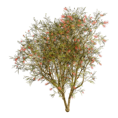 Grevillea Banksii开花的红花银桦树3D模型（OBJ,FBX,MAX）